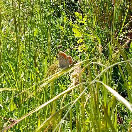 Venkovský dům Patio Da Caetana