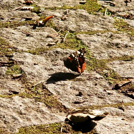 Patio Da Caetana * Freineda