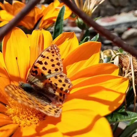Patio Da Caetana 乡村民宿