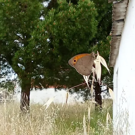 Patio Da Caetana 乡村民宿 Freineda