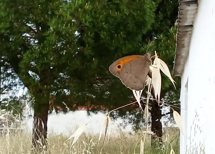 Patio Da Caetana Εξοχικό σπίτι Freineda